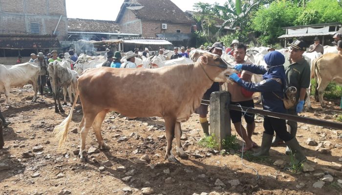 250 Dosis Vaksin PMK Tersedia, Dintanpan Rembang: Vaksinasi Tunggu Instruksi Pemerintah Pusat