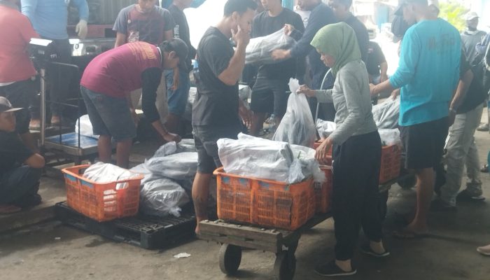 Awal Tahun, Harga Ikan Tongkol di Pati Naik