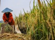 Pemkab Rembang Pastikan Harga Gabah Stabil melalui Program Sergap