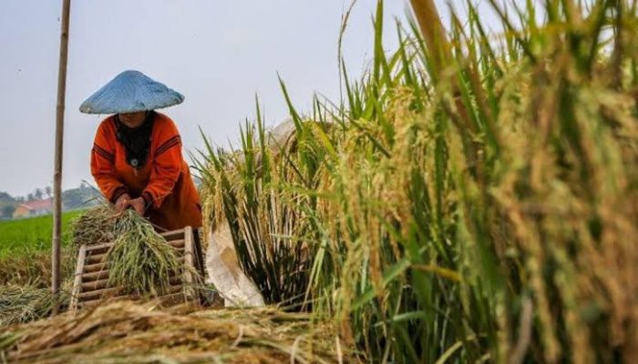 Pemkab Rembang Pastikan Harga Gabah Stabil melalui Program Sergap