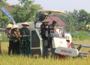 Produksi Padi di Pati Surplus 200 Ribu Ton Per Tahun
