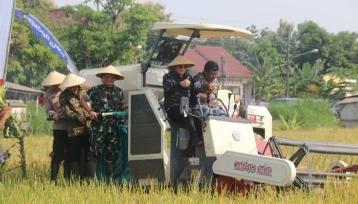 Produksi Padi di Pati Surplus 200 Ribu Ton Per Tahun