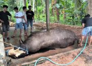 Sapi Kurban Milik Presiden Tiba-Tiba Mati, Diduga Karena Keracunan