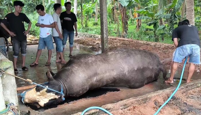Sapi Kurban Milik Presiden Tiba-Tiba Mati, Diduga Karena Keracunan
