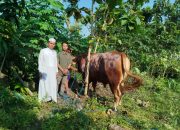 Sapi Kurban Presiden Prabowo Dipotong di Ponpes Nurul Hidayah Blora