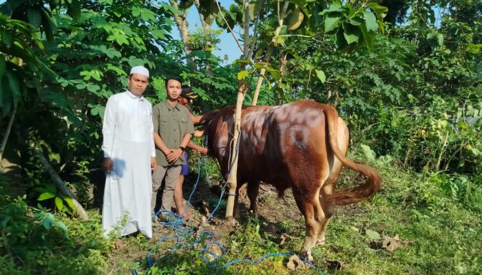 Sapi Kurban Presiden Prabowo Dipotong di Ponpes Nurul Hidayah Blora