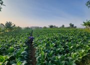 Musim Kemarau Basah Hambat Pertumbuhan Tembakau, Ini Penjelasan Dintanpan Rembang
