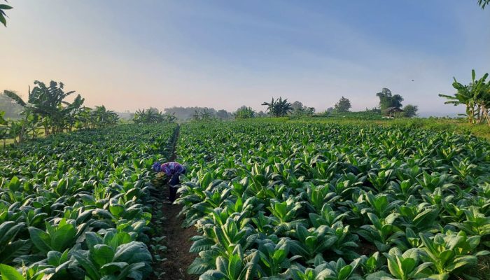 Musim Kemarau Basah Hambat Pertumbuhan Tembakau, Ini Penjelasan Dintanpan Rembang