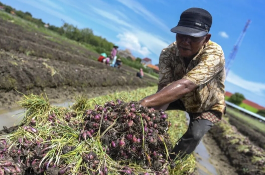 Bawang Merah Brebes Tembus Pasar Thailand